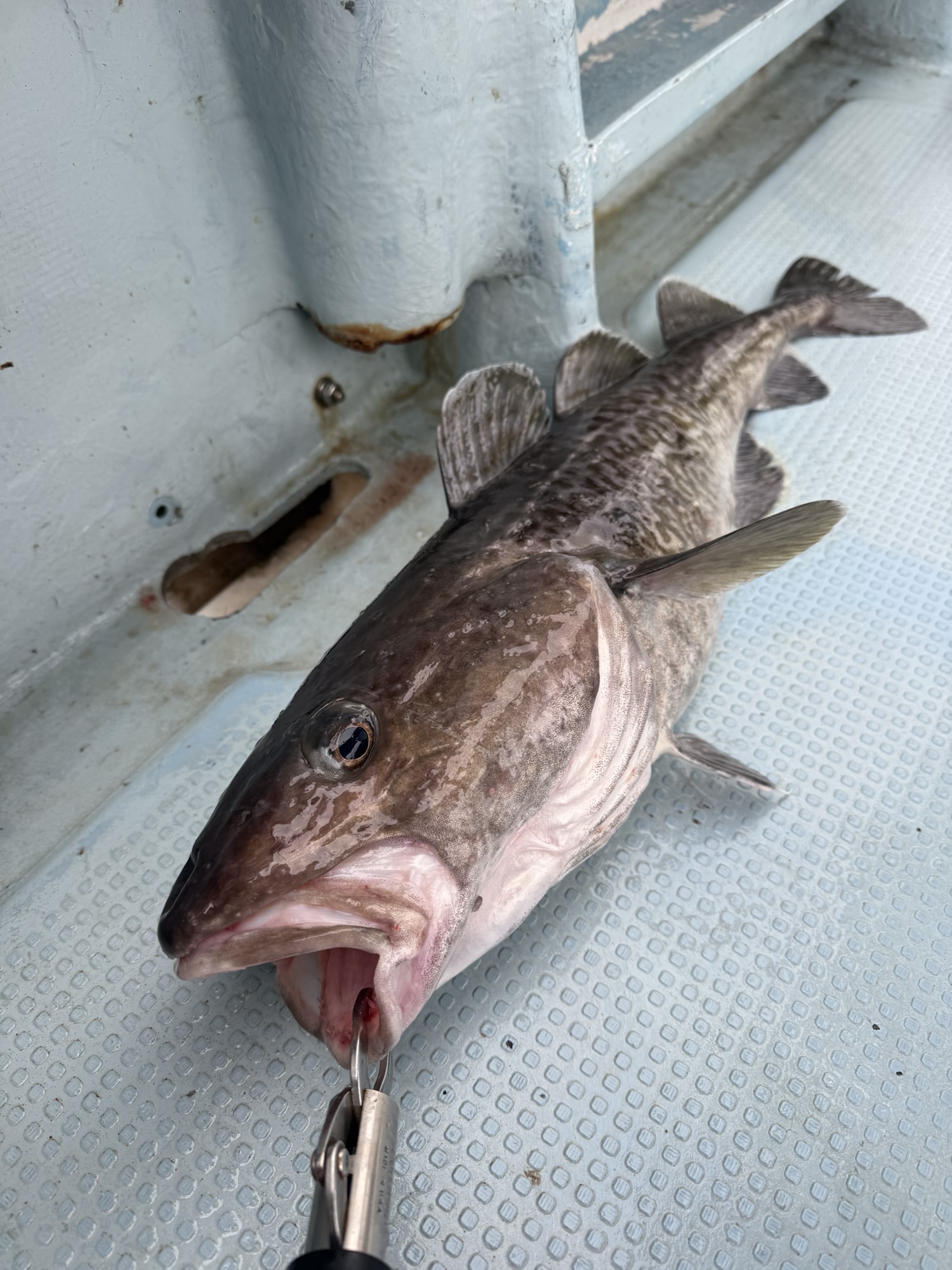 1月19日(月)単独タラ調査