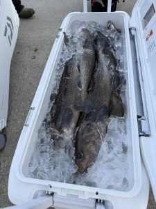 2月1日(日)タラジギング